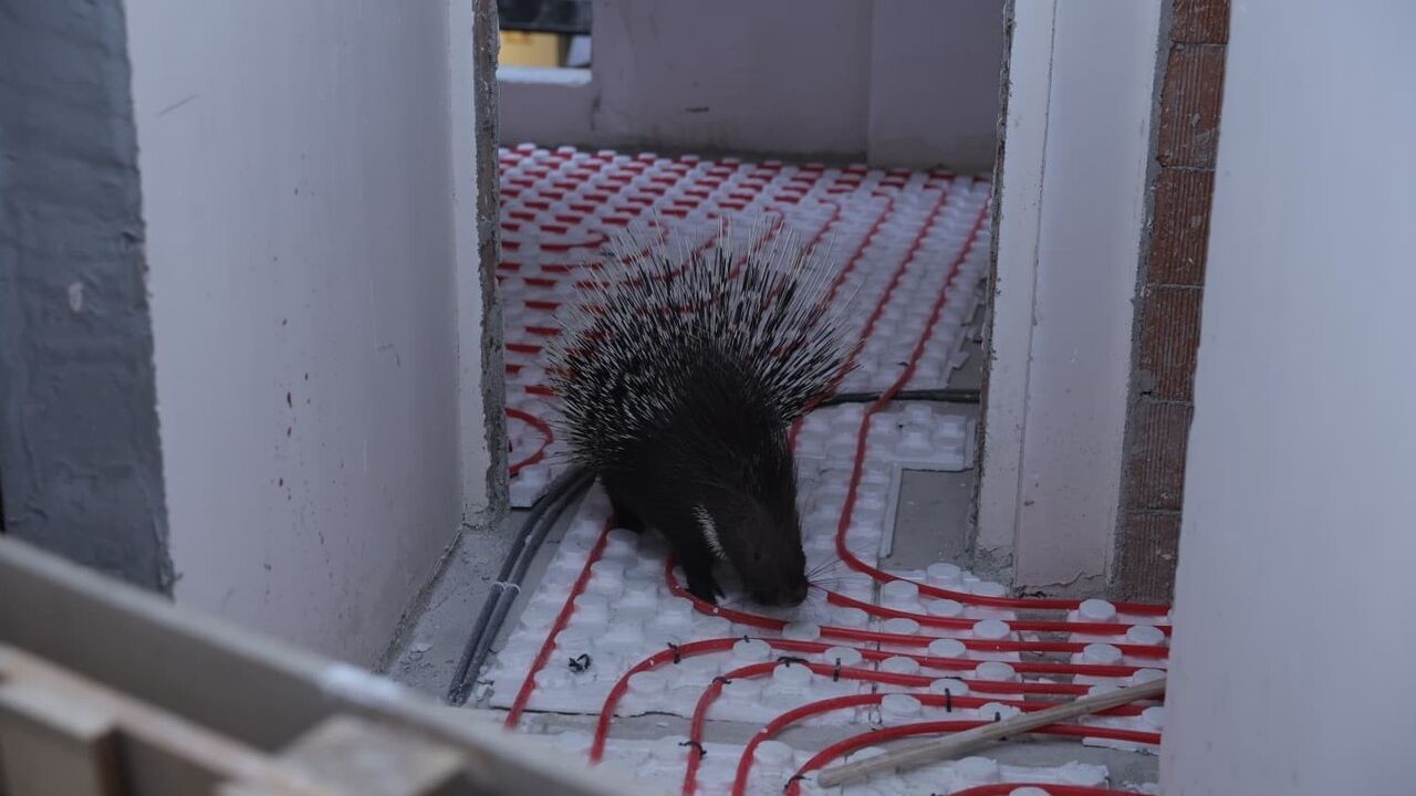 İncirliova'da belediye ekipleri nesli tehlikedeki oklu kirpiyi koruma altına aldı
