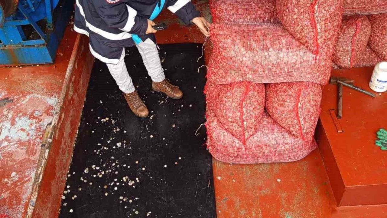 İnebolu'da Karadeniz'den Çıkarılan Beyaz Kum Midyelerine Sıkı Denetim