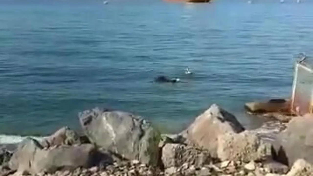 İskenderun'da gemiden denize düşen Angus karaya çıkarıldı