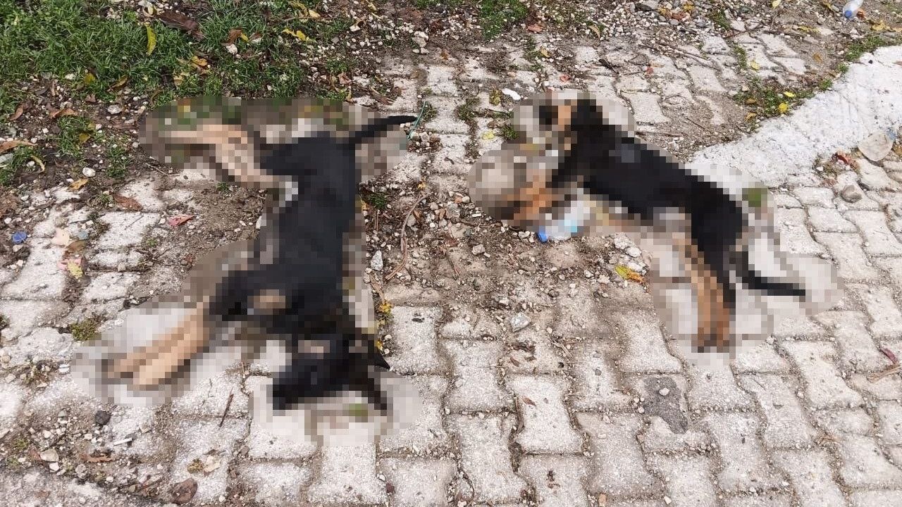Isparta Hisarardı Köyünde Art Arda Köpek Ölümleri: Valilik İnceleme Başlattı