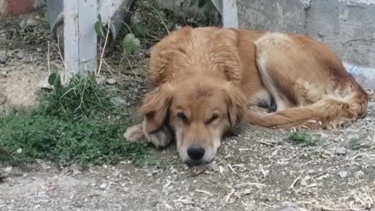 Isparta Hisarardı Köyünde Art Arda Köpek Ölümleri: Valilik İnceleme Başlattı