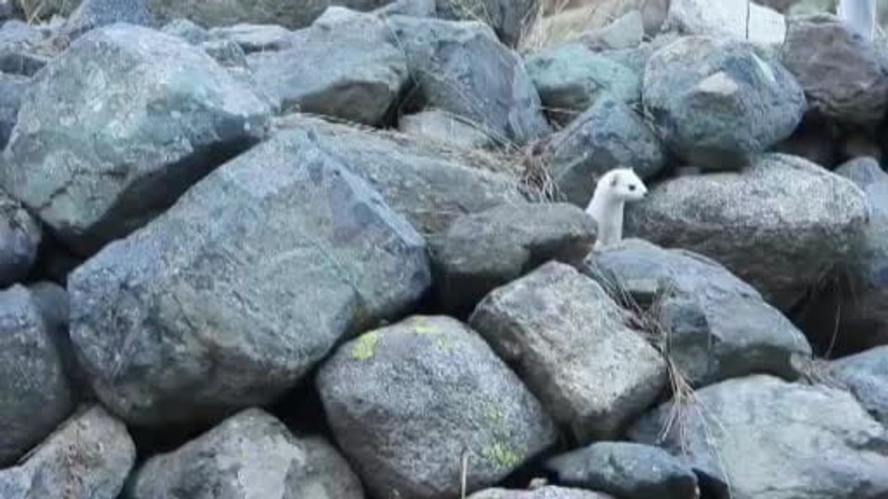 İspir’de gelincikler kışa uyum sağladı: Tüyler beyaza dönerken tür tehdit altında