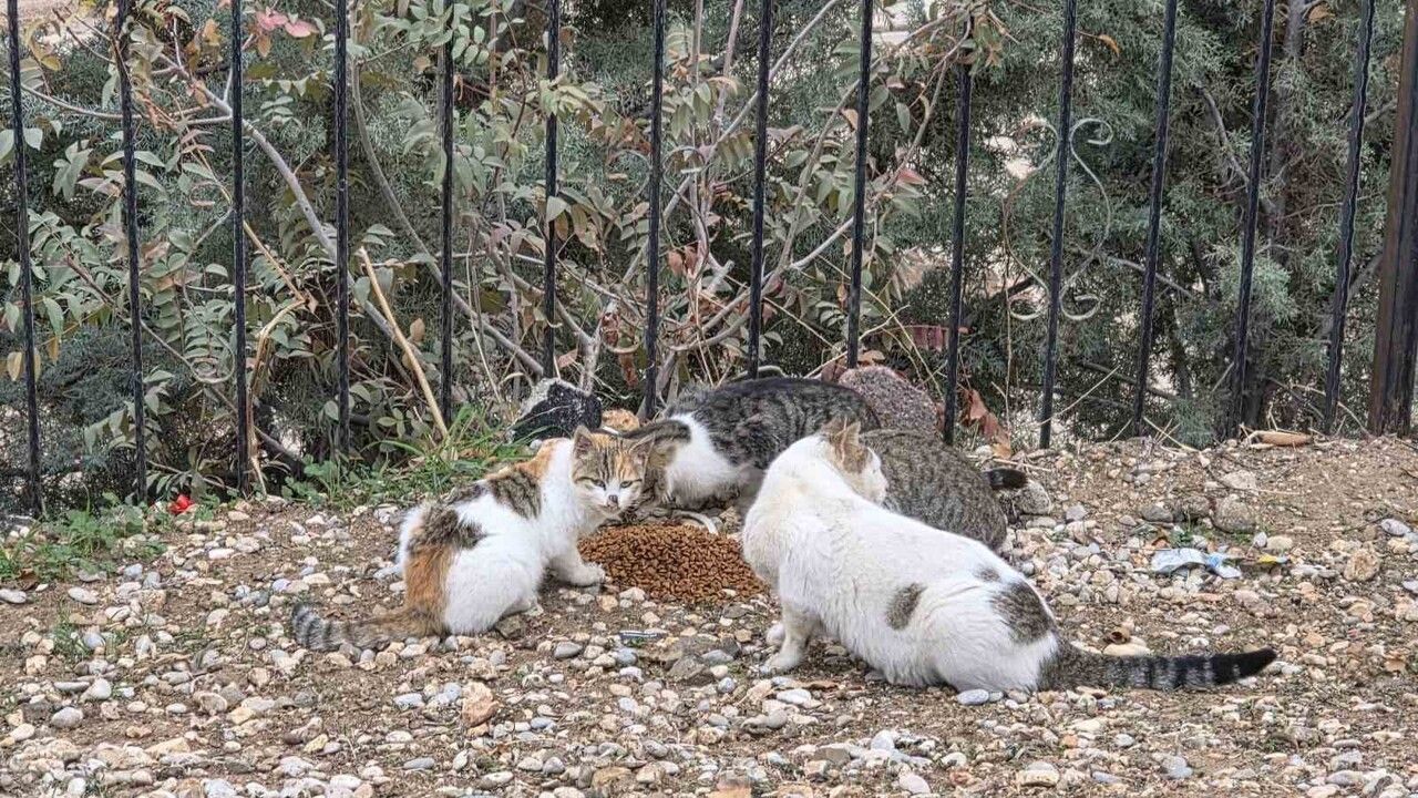 İyilik Sensin Derneği, Siverek'te sahipsiz kedilere kışlık mama desteği sağladı