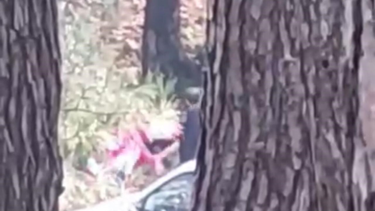 İzmir Buca'da ormanlık alanda kadın darbedildi; saldırı cep telefonu kamerasına yansıdı