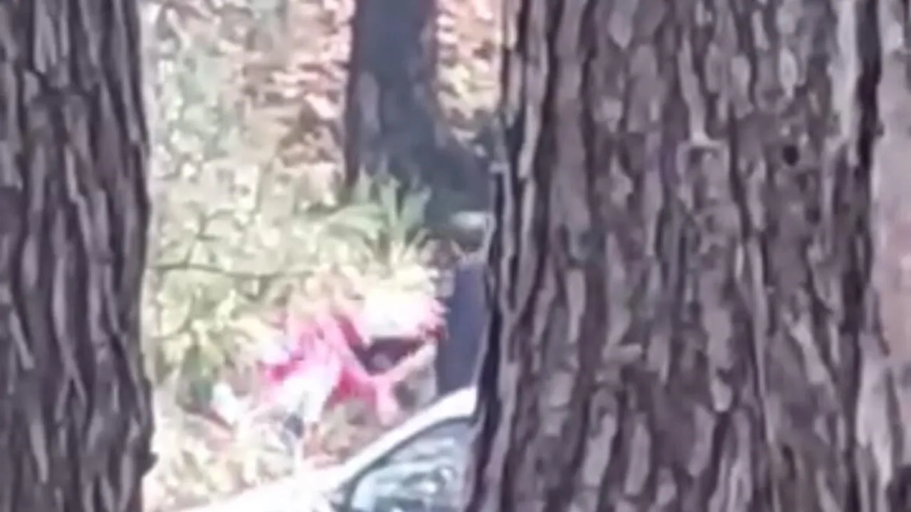 İzmir Buca'da ormanlık alanda kadına şiddet görüntüleri sonrası şüpheli E.A. yakalandı