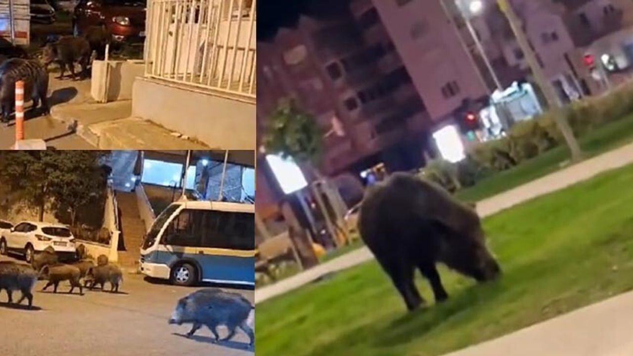 İzmir'de Balçova, Narlıdere ve Bornova'da yaban domuzları yerleşim alanlarına indi