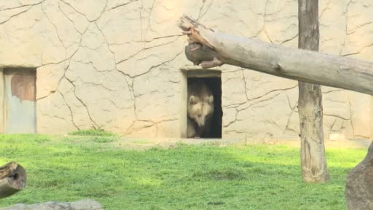 İzmir Doğal Yaşam Parkı 'Jüliet' adlı siyah jaguar ve 'Yumuk' adlı bozayıyı kabul etti