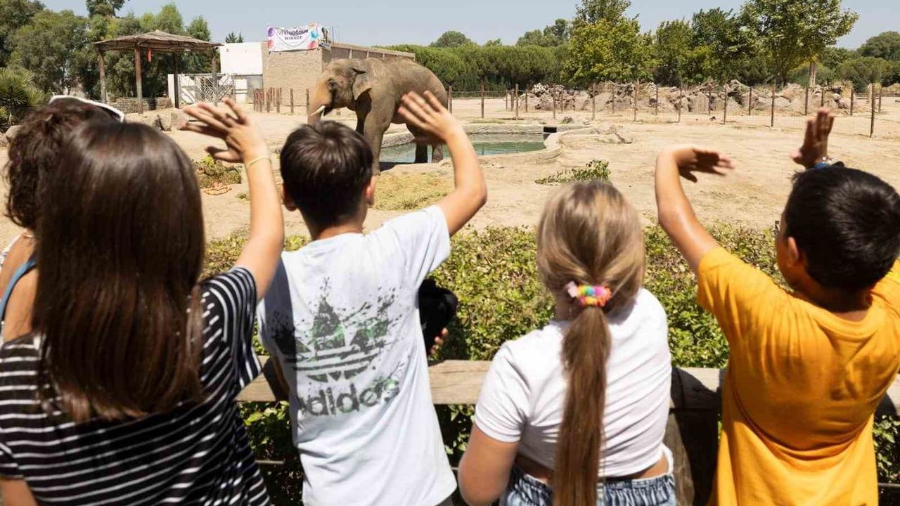 İzmir Doğal Yaşam Parkı’nda Asya fillerine düzenli ayak bakımı