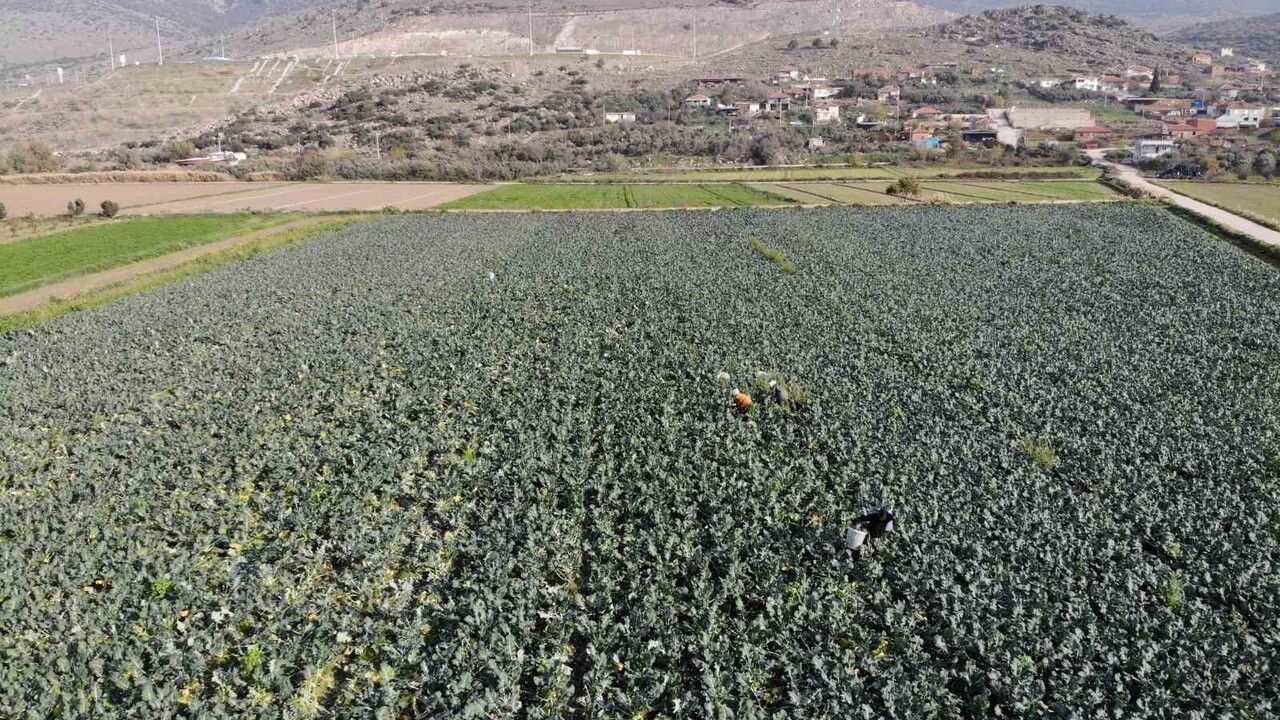 İzmir Menemen Ovası'nda brokoli hasadı başladı — üretim, maliyet ve pazar fiyatları