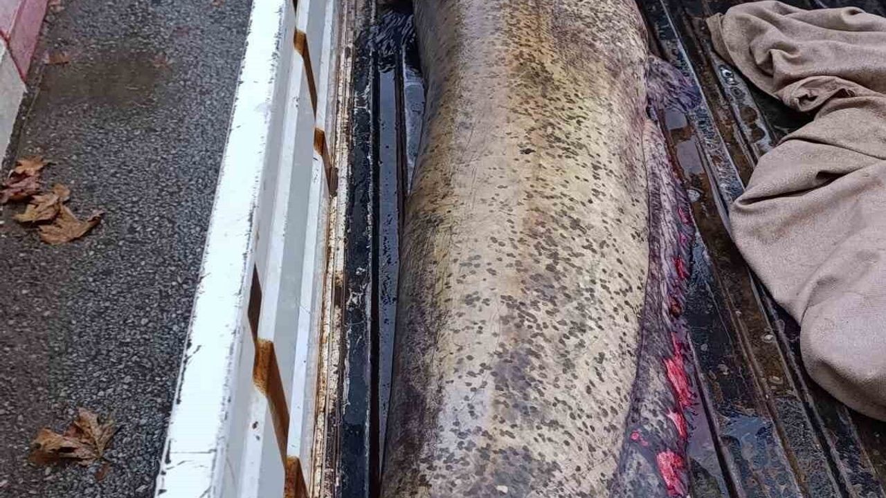 İznik Boyalıca'da 65 kilogramlık yayın balığı kıyıya çıkarıldı