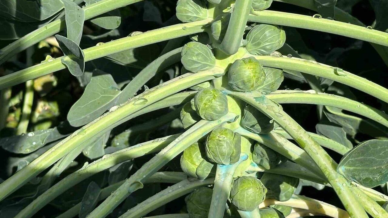 İznik'te Brüksel lahanası üreticileri fiyat düşüşüyle maliyetleri karşılayamıyor