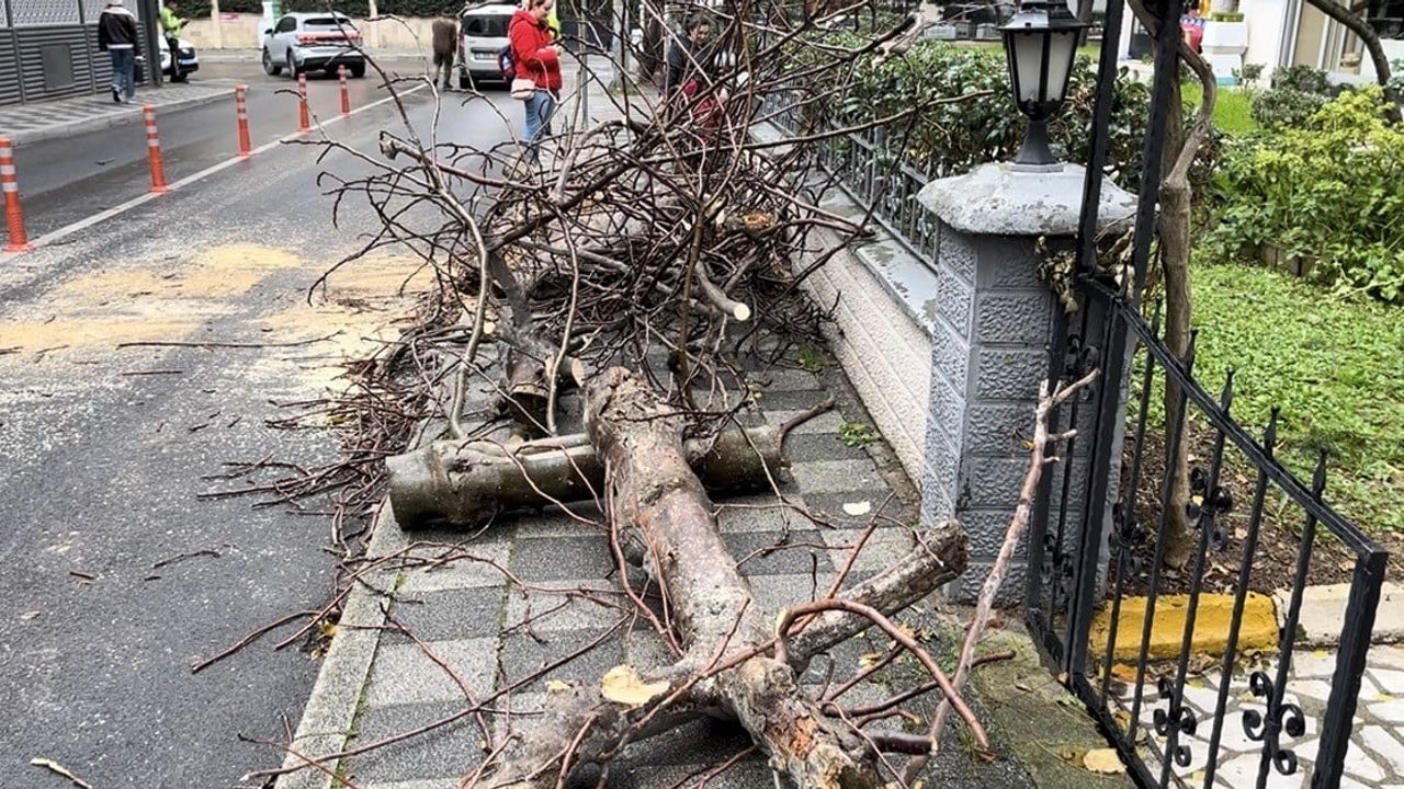 Kadıköy Sahrayıcedit'te kaldırım ağacı yola devrildi, kısa süreli trafik kesildi
