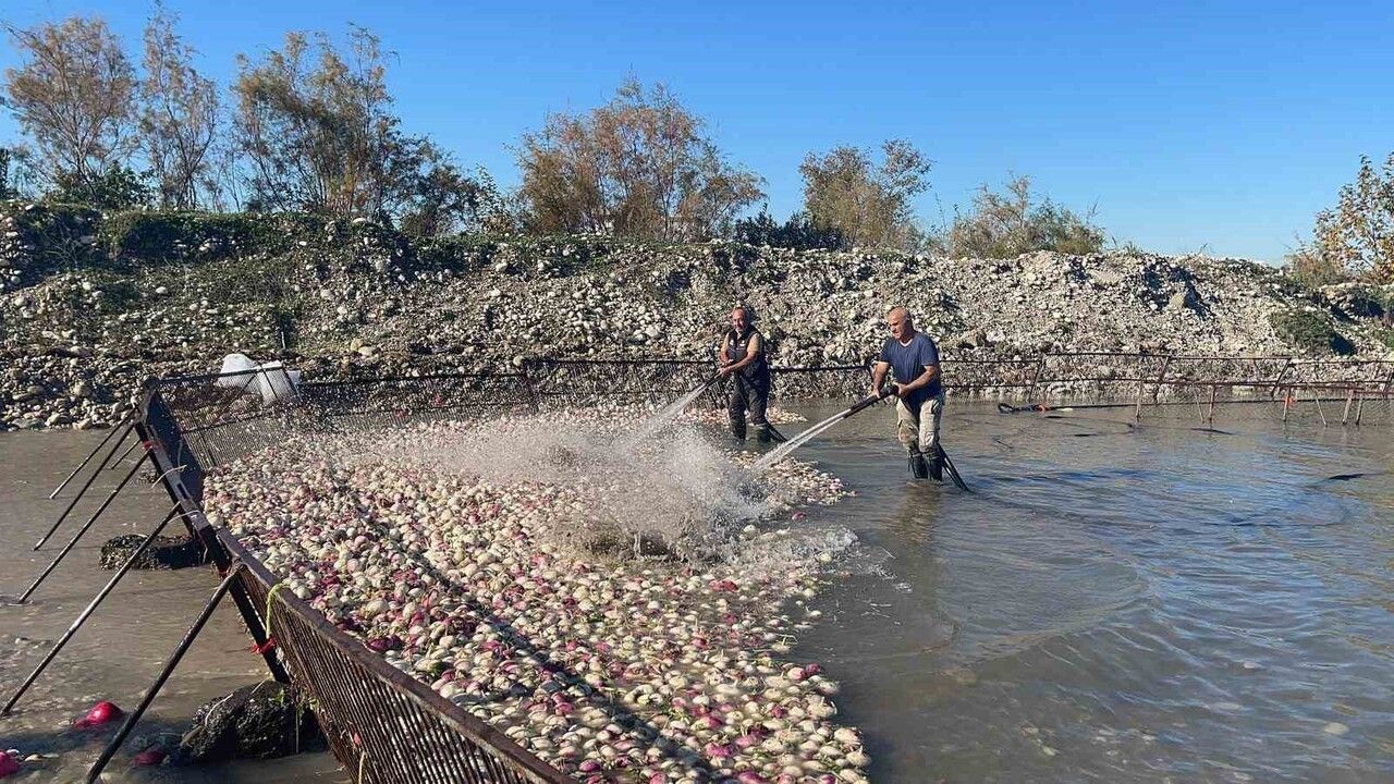 Kadirli'de turp hasadı: Kadınların soğuk suda süren mesaisi