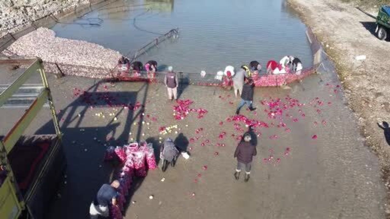 Kadirli'de turp hasadında kadın emeği: Soğuk suda yıkama ve torbalama süreci