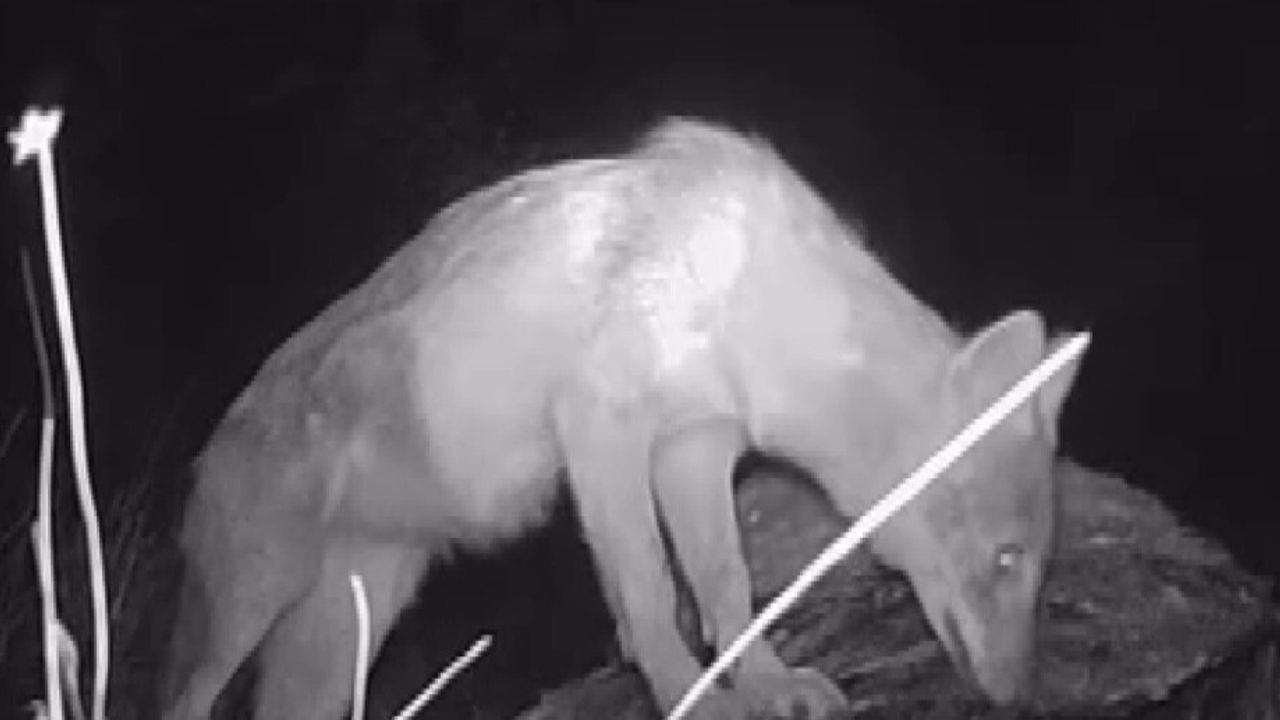 Kahramanmaraşlı doğa tutkunu İsmail Efe Çam, fotokapanla yaban hayatını belgeliyor