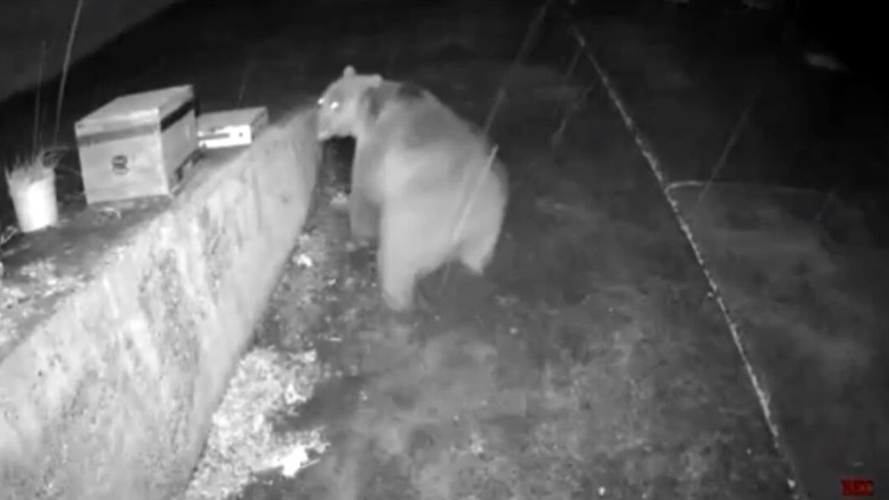 Kama Yaylası'nda güvenlik anonsu ayının kaçmasına neden oldu