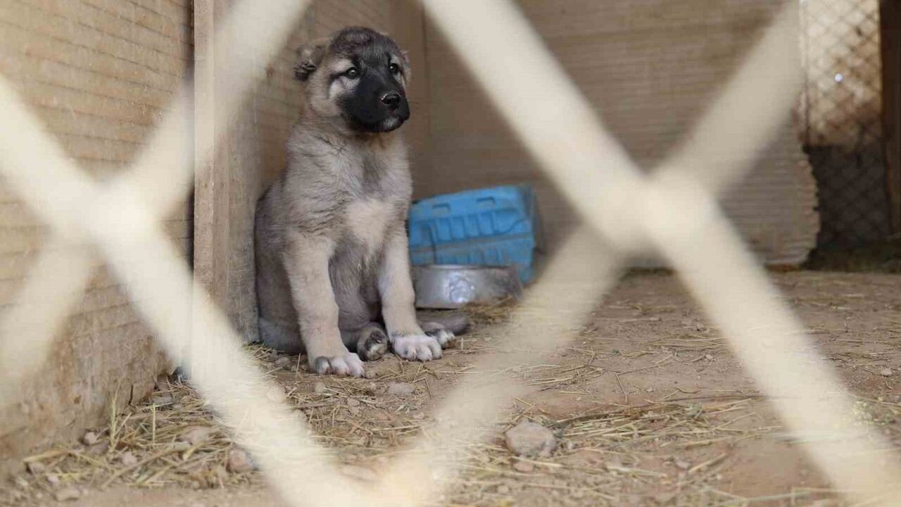 Kangallar kışa hazırlanıyor: Tüy değişimi iklim etkisiyle kasım sonunda tamamlandı
