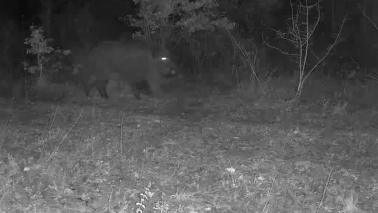 Karabük Ovacık'ta fotokapan kurt sürüsü ve yaban domuzlarını görüntüledi