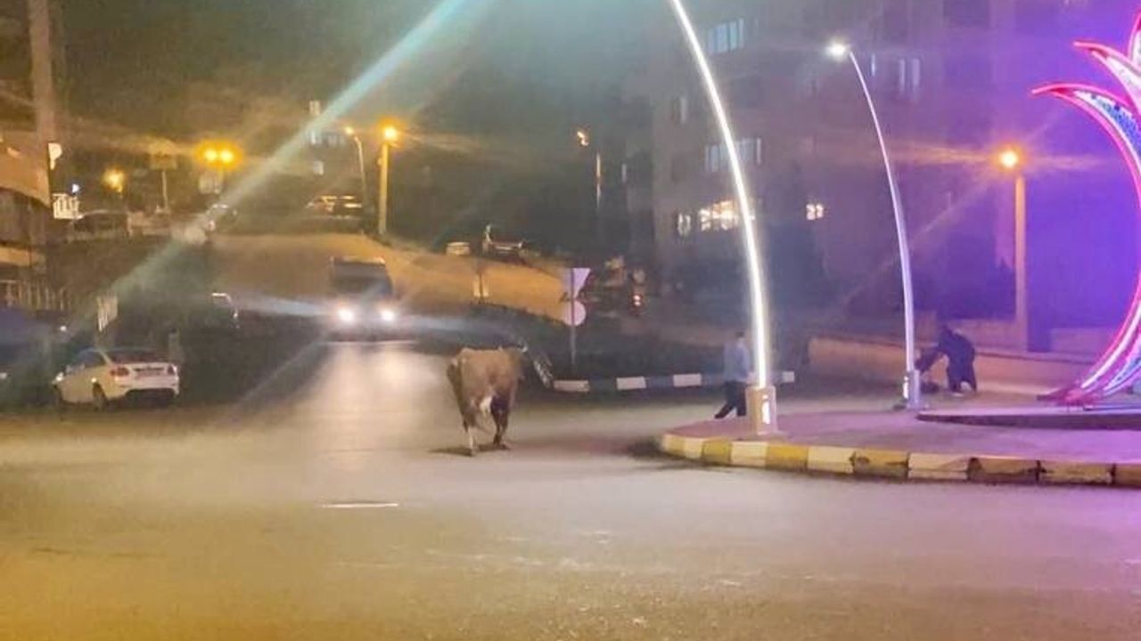 Karabük'te caddeye inen 3 büyükbaş hayvan trafikte aksama yarattı