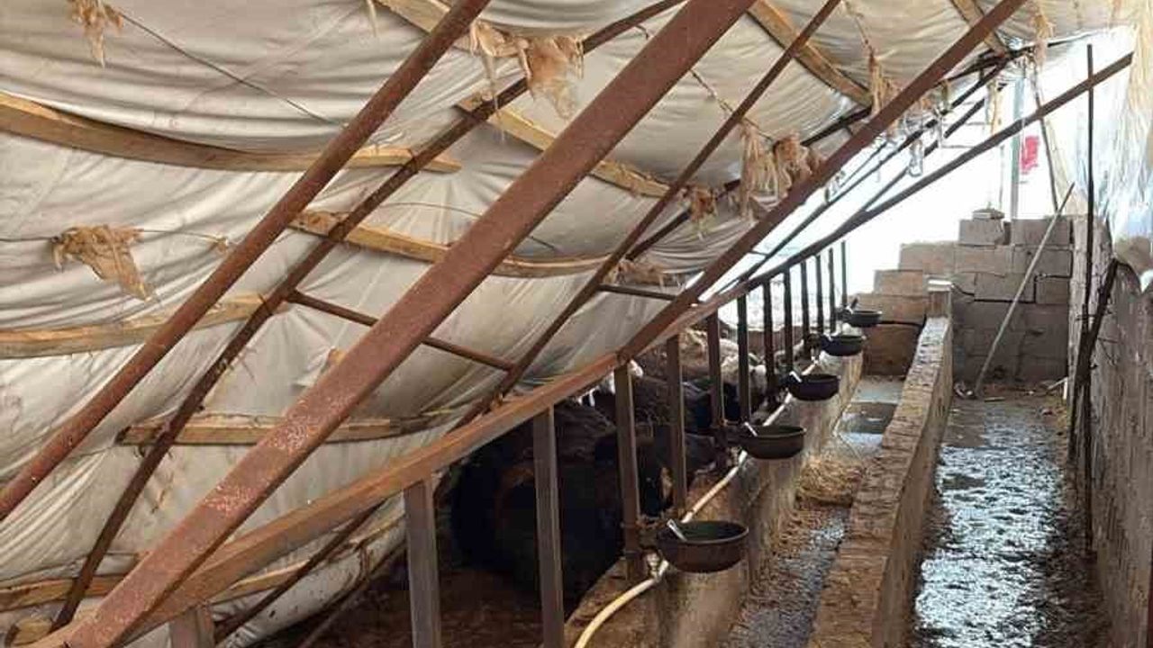 Karabük’te yoğun kar nedeniyle ahır çöktü: 7 büyükbaş telef oldu, Safranbolu'da 15 küçükbaş kurtarıldı