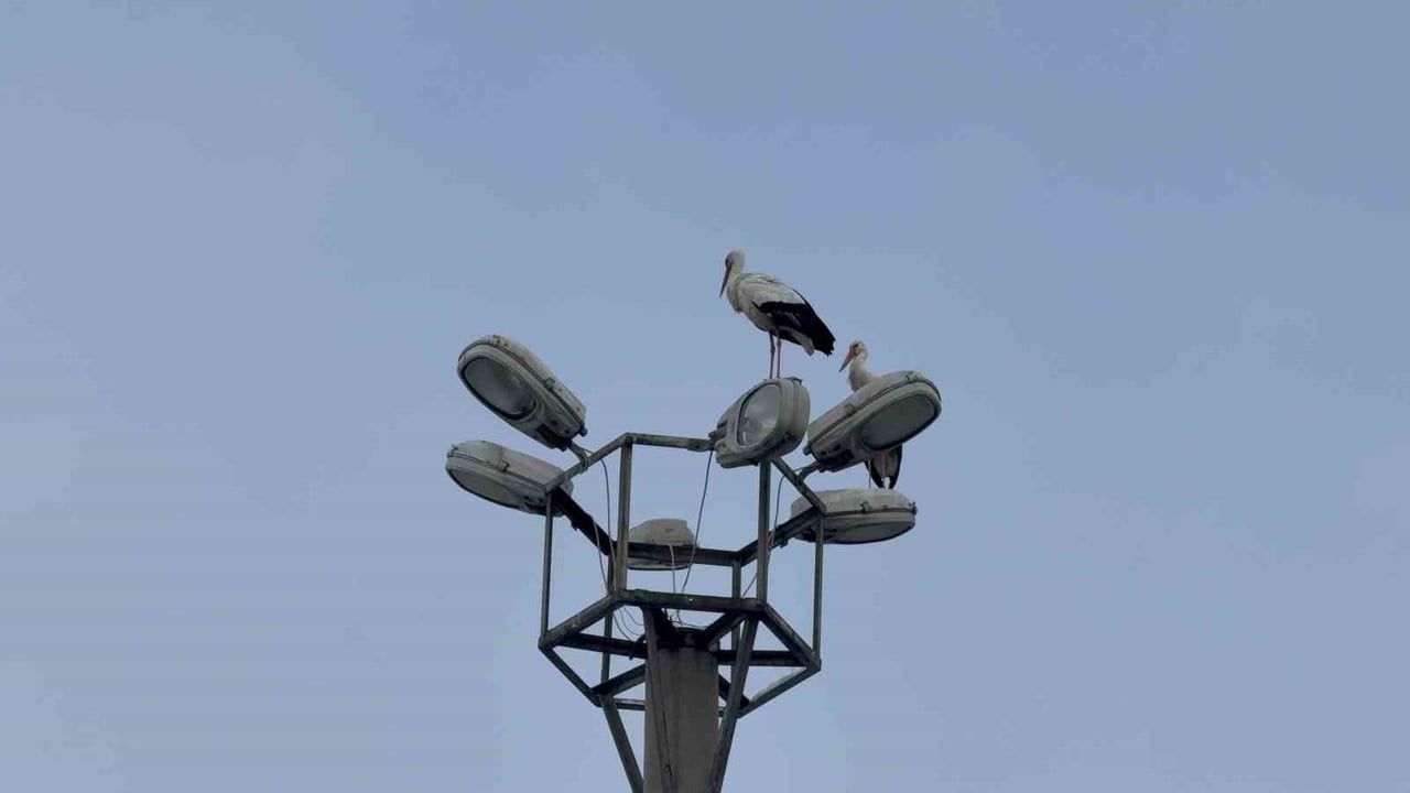 Karabük’ün simgesi 'Demir' leylek kentten ayrılmıyor — Dron görüntüleri paylaşıldı