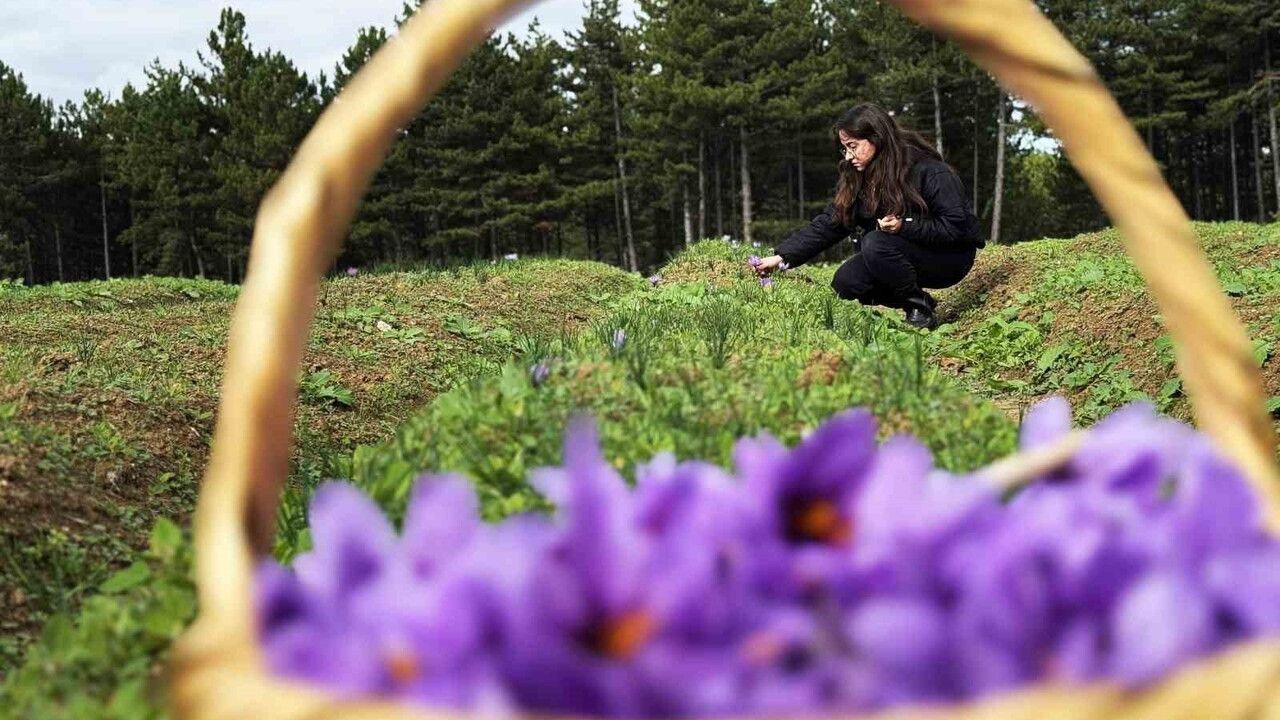 Karabük Üniversitesi'nin safran, sarımsak ve kırmızı biber orijin tespiti projesine TÜBİTAK-Macaristan desteği