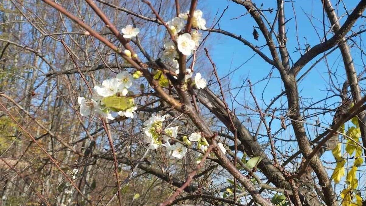Karabük Yenice'de Aralık ayında çiçek açan erik ağacı ilgi çekti