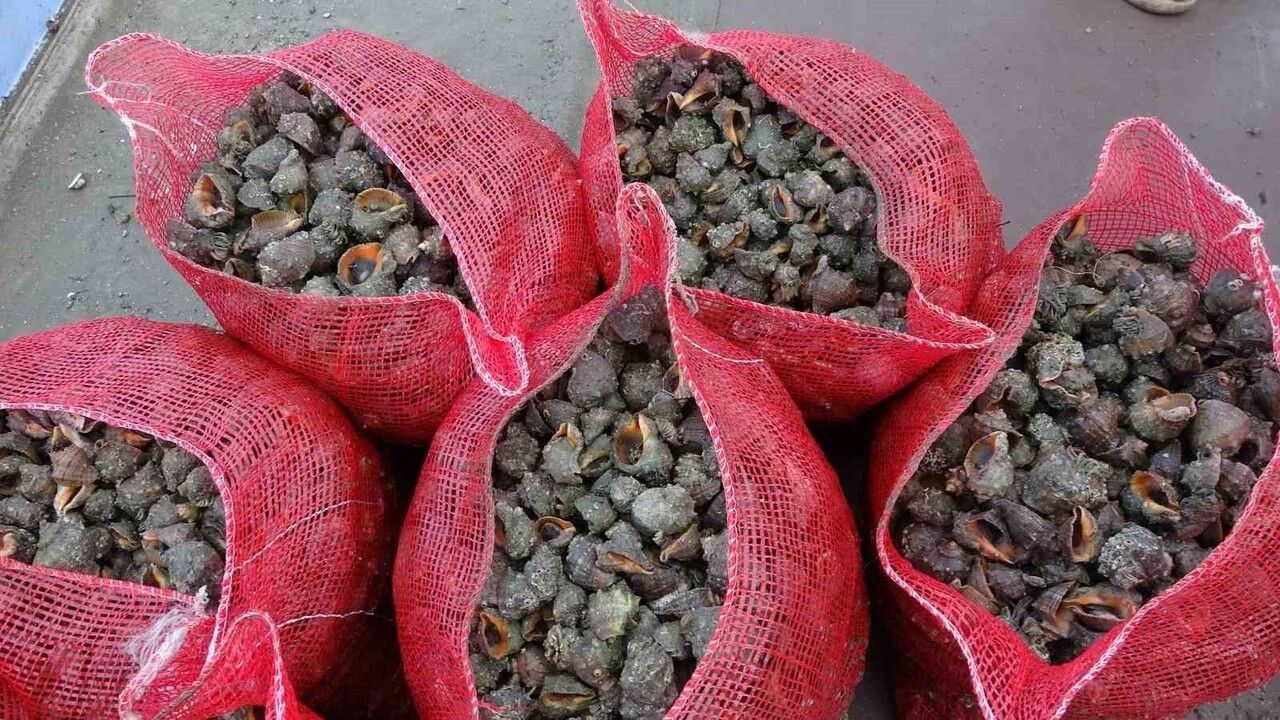 Karadeniz’de en büyük iki ekolojik baskı: deniz salyangozu ve taraklı medüz