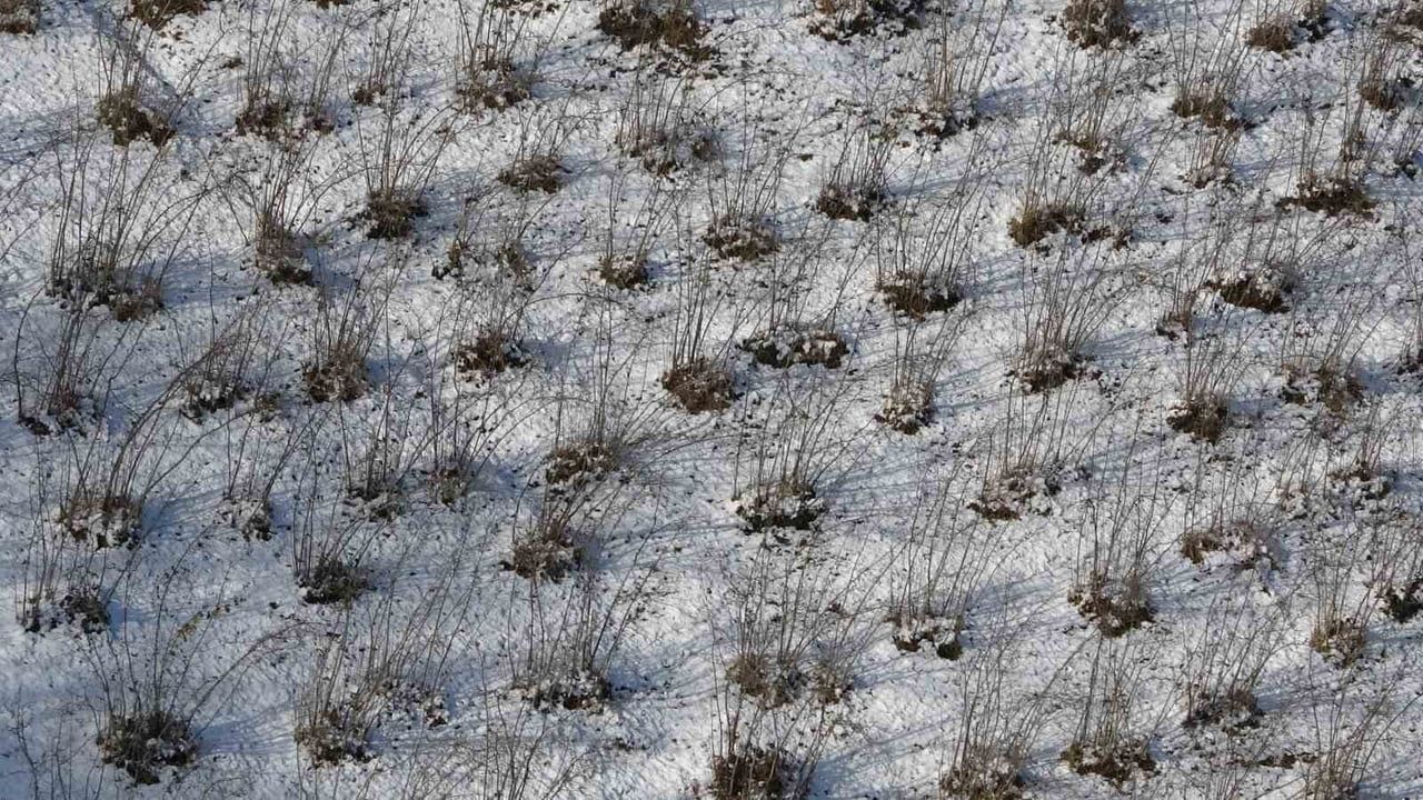 Karadeniz'de kar yağışı fındık ve diğer tarım ürünlerine olumlu etki sağladı