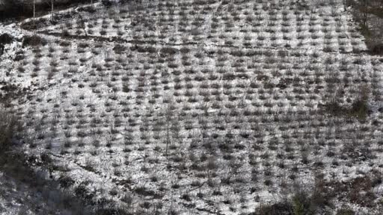 Karadeniz'de kar yağışı fındık ve tarım ürünlerine olumlu etki yaptı