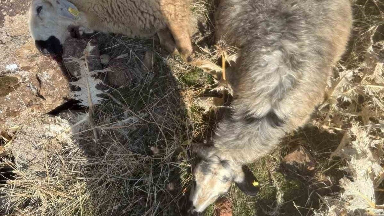 Karakoçan’da sürüden ayrılan koyunlara kurt saldırısı: 28 telef, 12 kayıp