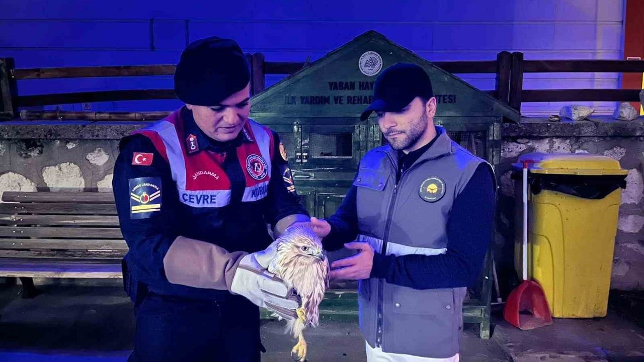 Karaman'da Yaralı Kızıl Şahin HAYDİ Tarafından Koruma Altına Alındı