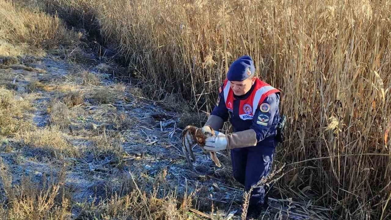 Karaman'da Yaralı Kızıl Şahin Koruma Altına Alındı