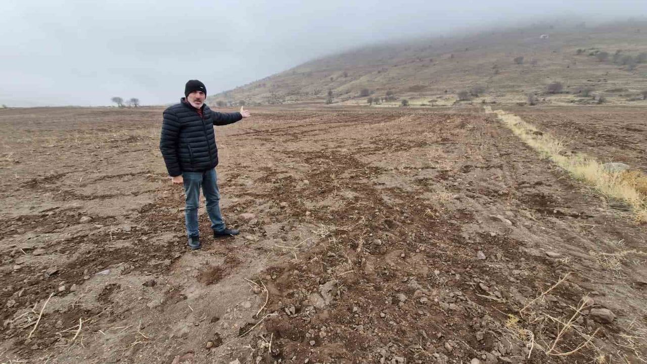 Karaman Madenşehir'de yaban domuzları arpa ve buğday tarlasına zarar verdi