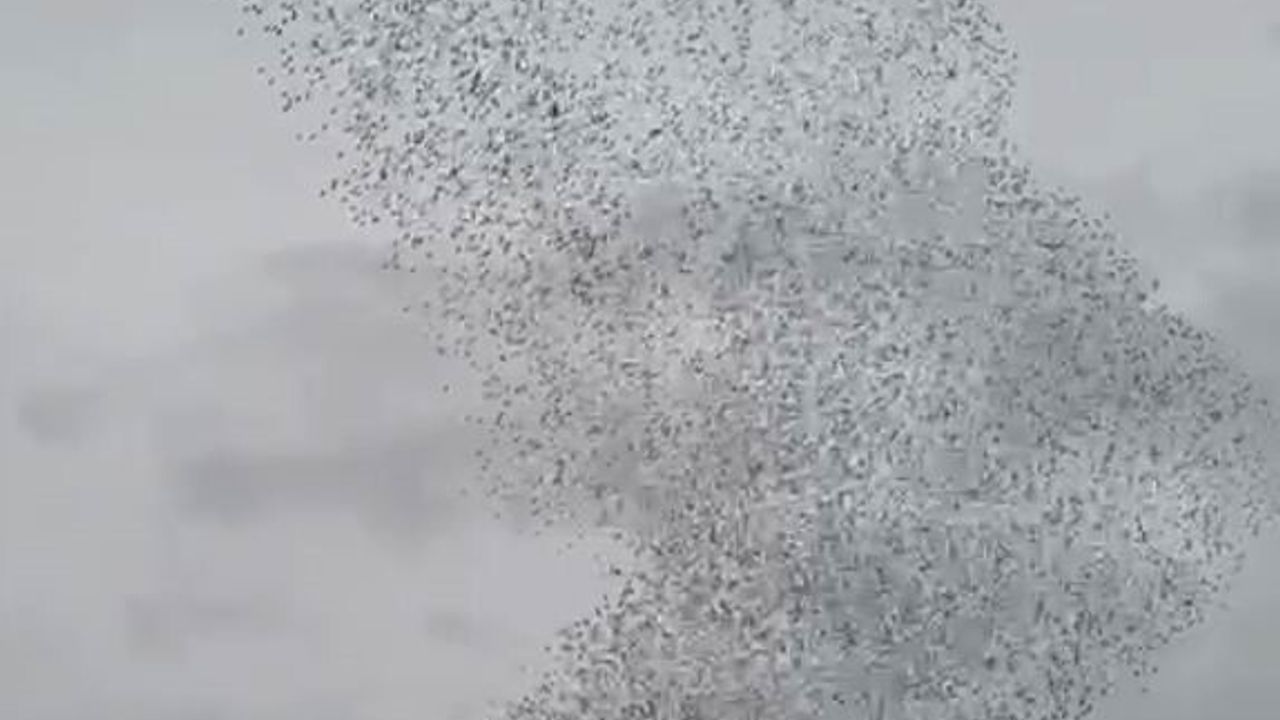 Karapınar'da Eşekkıran semalarında binlerce sığırcık görsel şölen oluşturdu