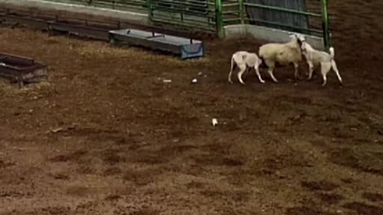 Karapınar'da sokak köpeklerinin saldırısında koyun telef oldu