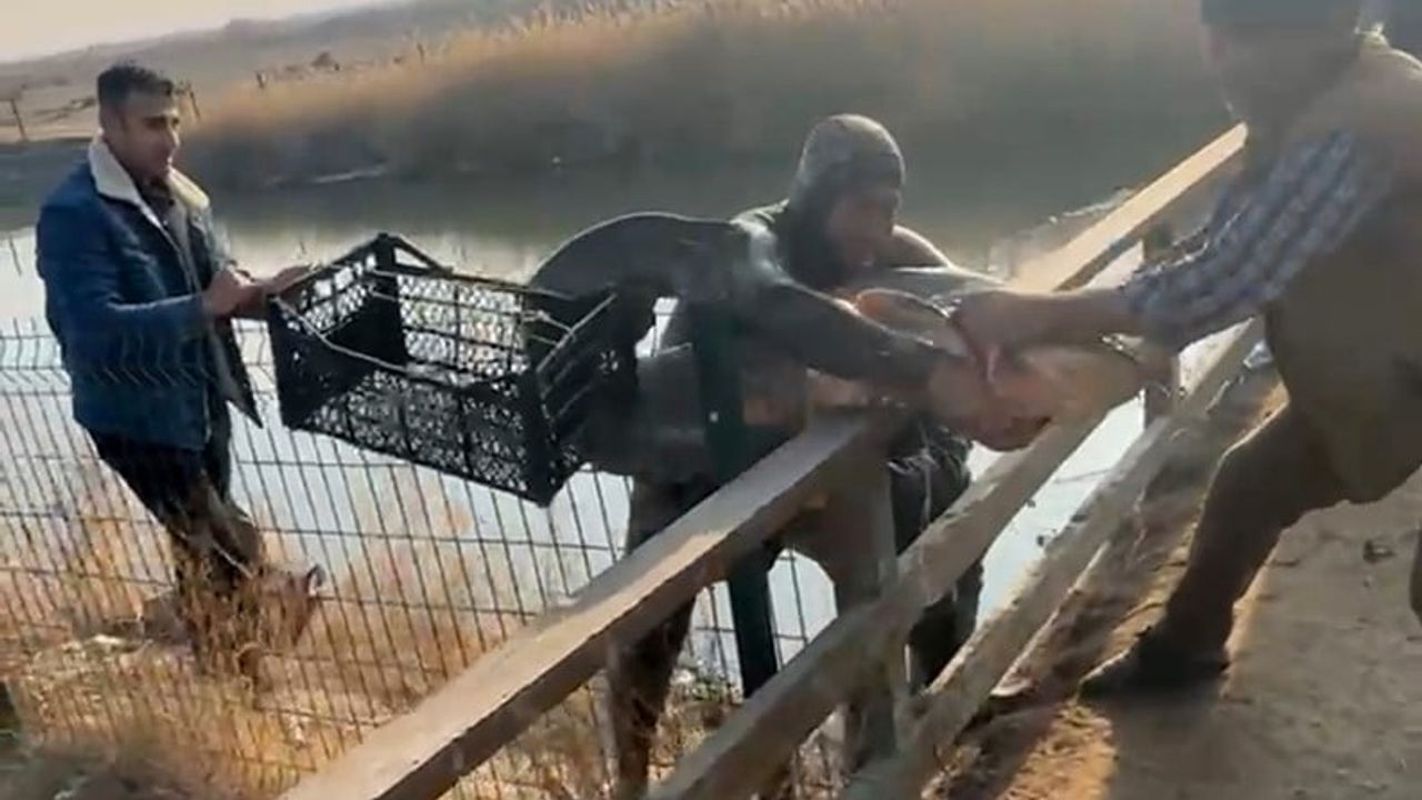 Karasu Çayı'nda çıplak elle yayın balığı avı — Suat Çetindere'nin yöntemi