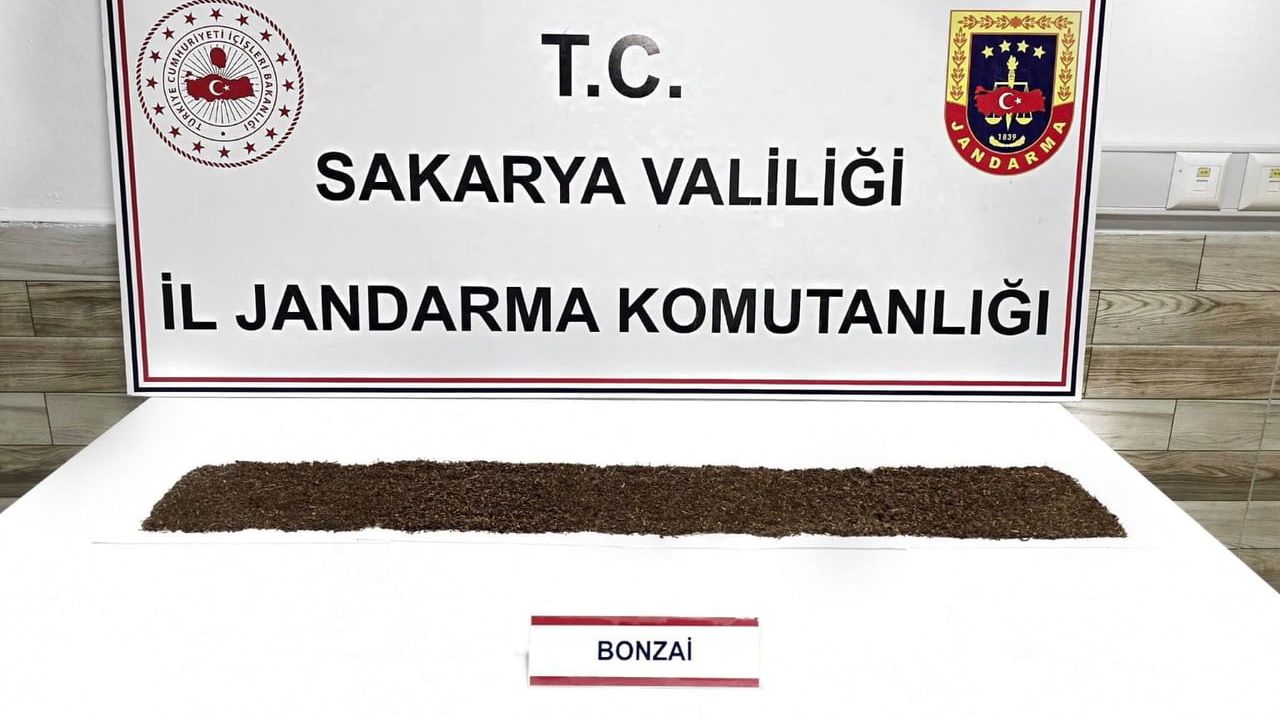 Karasu'da jandarma bonzai operasyonu: 1 kişi tutuklandı