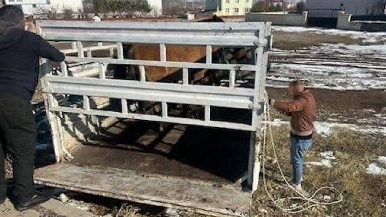 Karlıova'da Kış Öncesi Önlem: Başıboş Binek Hayvanları Toplandı