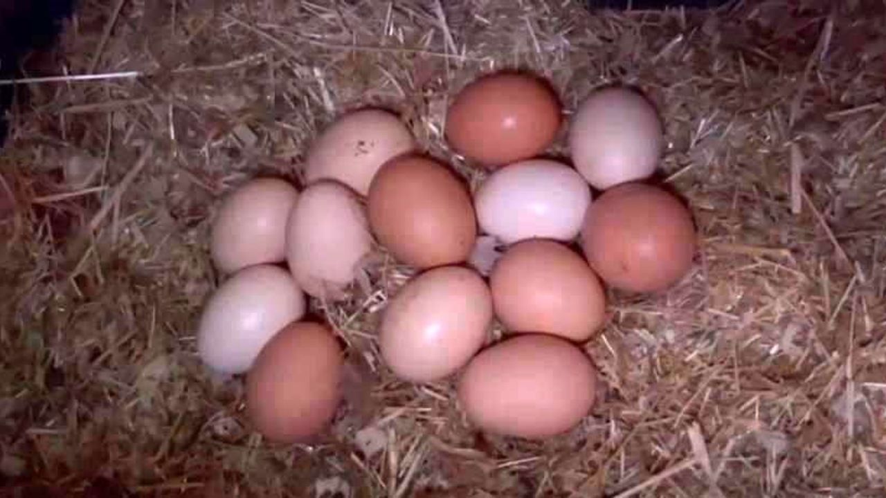 Kars Bulanık’ta müzikli tavuk terapisi: yumurta veriminde artış gözlendi