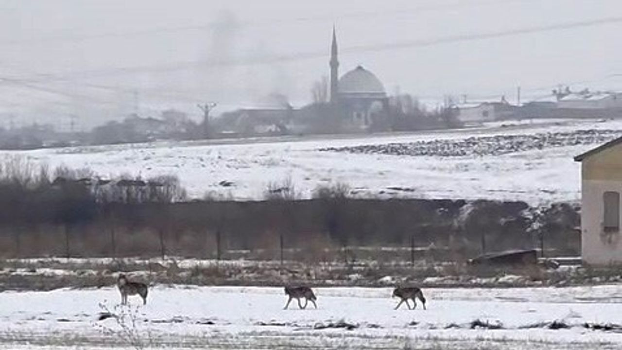 Kars'ta 6 kurttan oluşan sürü şehir merkezine indi: Yerleşim bölgelerinde yiyecek ararken görüntülendi