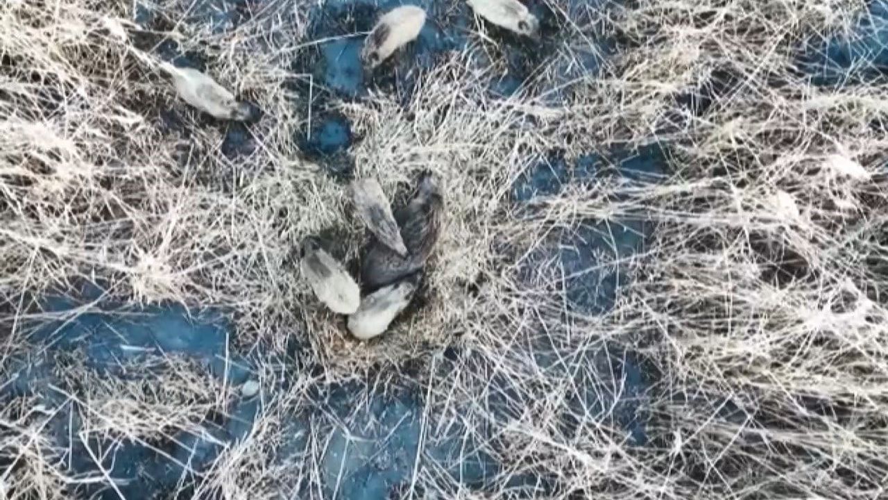 Kars’ta domuz ailesinin yumak halinde uyuma anları drone ile kaydedildi