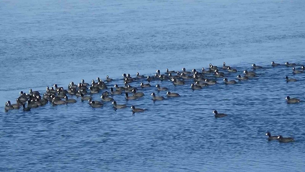 Kars'ta 'Yerli Penguenler': Sakarmekeler Buz Tutmuş Gölde Yaşam Mücadelesi