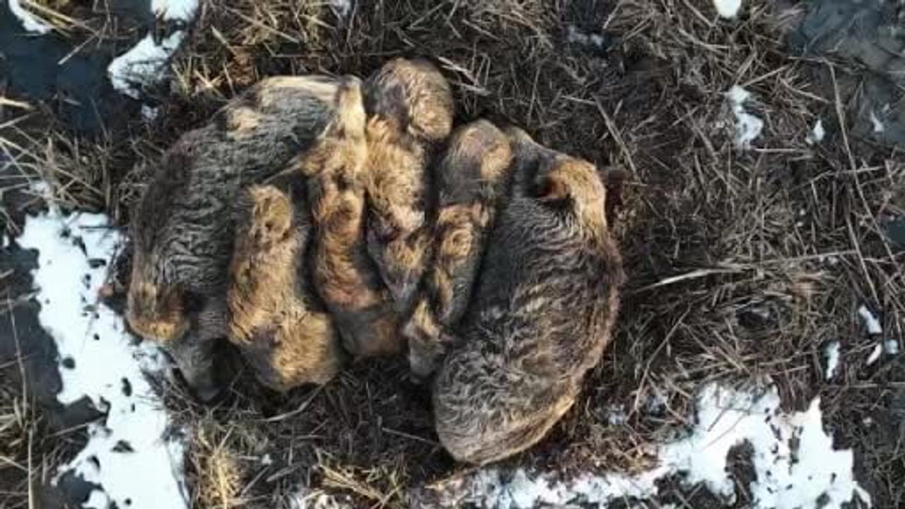 Kars'ta yumak halinde uyuyan domuz ailesi drone ile görüntülendi