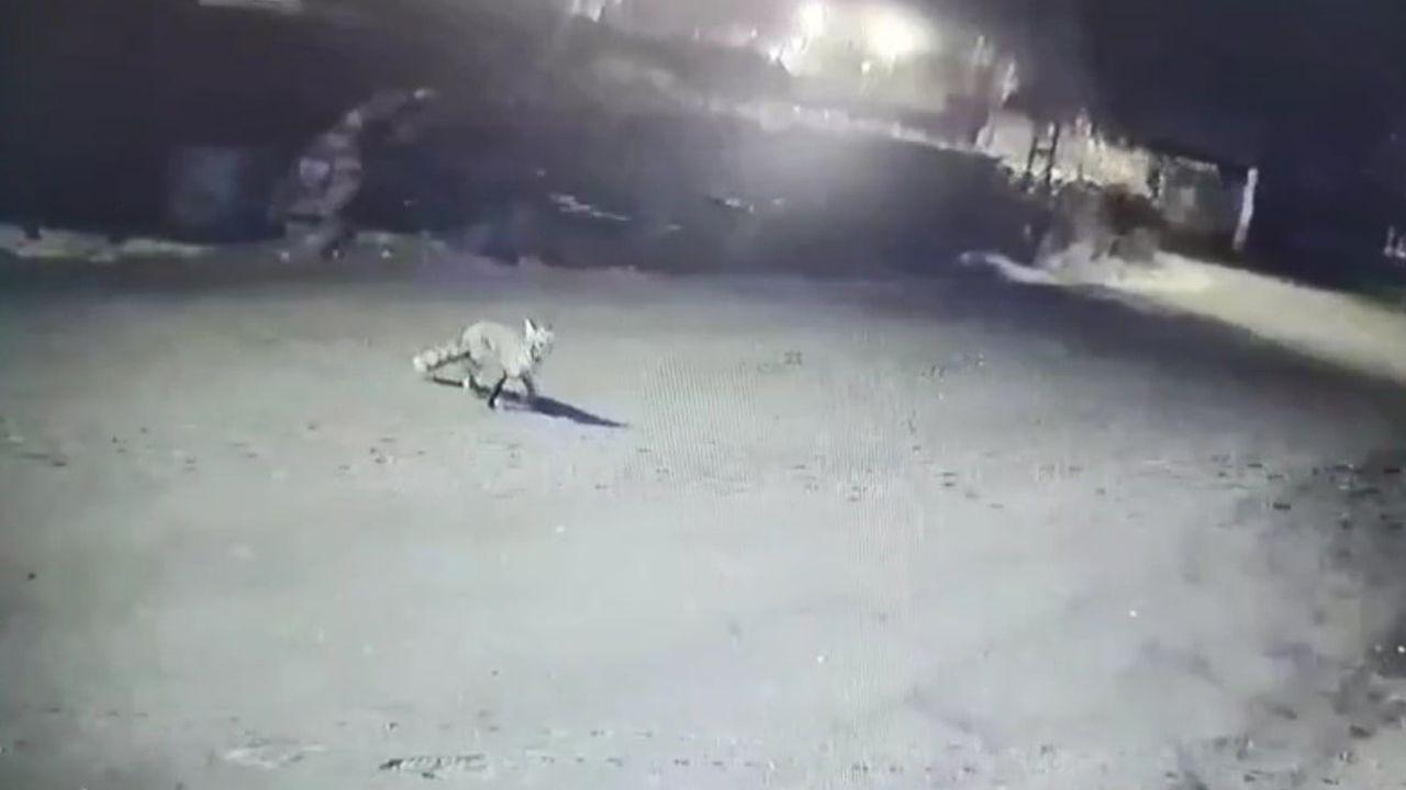 Kars’ta zincirleme kovalamaca: Kurtlar tilkiyi, sokak köpekleri kurtları kovaladı