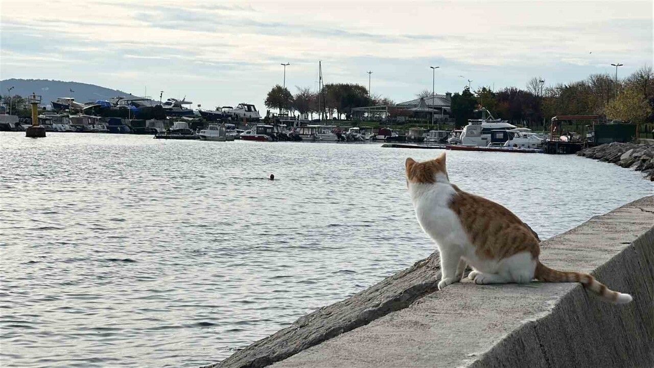 Kartal'da Aralık soğuğunda denize giren iki arkadaş: 'Yazdan beri hiç hasta olmadık'