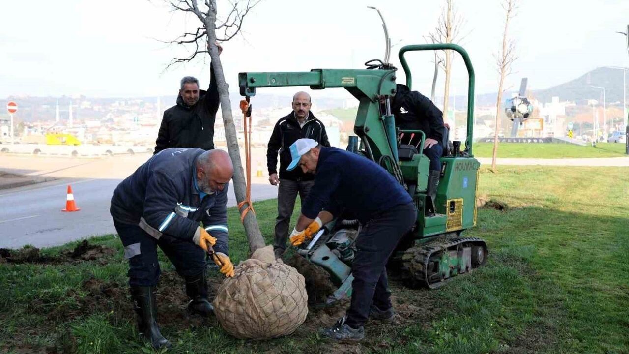 Kartepe Tramvay Hattı'nda sökülen ağaçlar fidanlıkta korunuyor, çimler kentte yeniden değerlendiriliyor