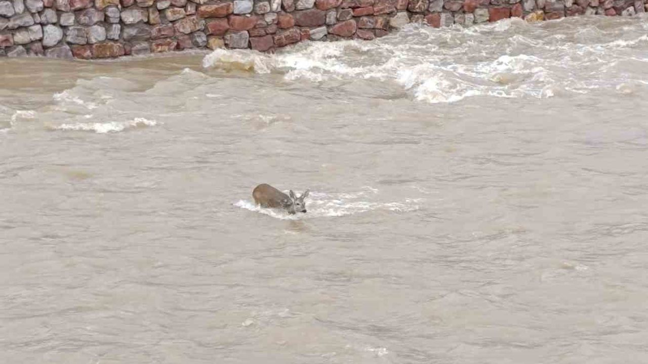 Kastamonu Cide'de çaya düşen karaca DSİ ekipleri tarafından kurtarıldı