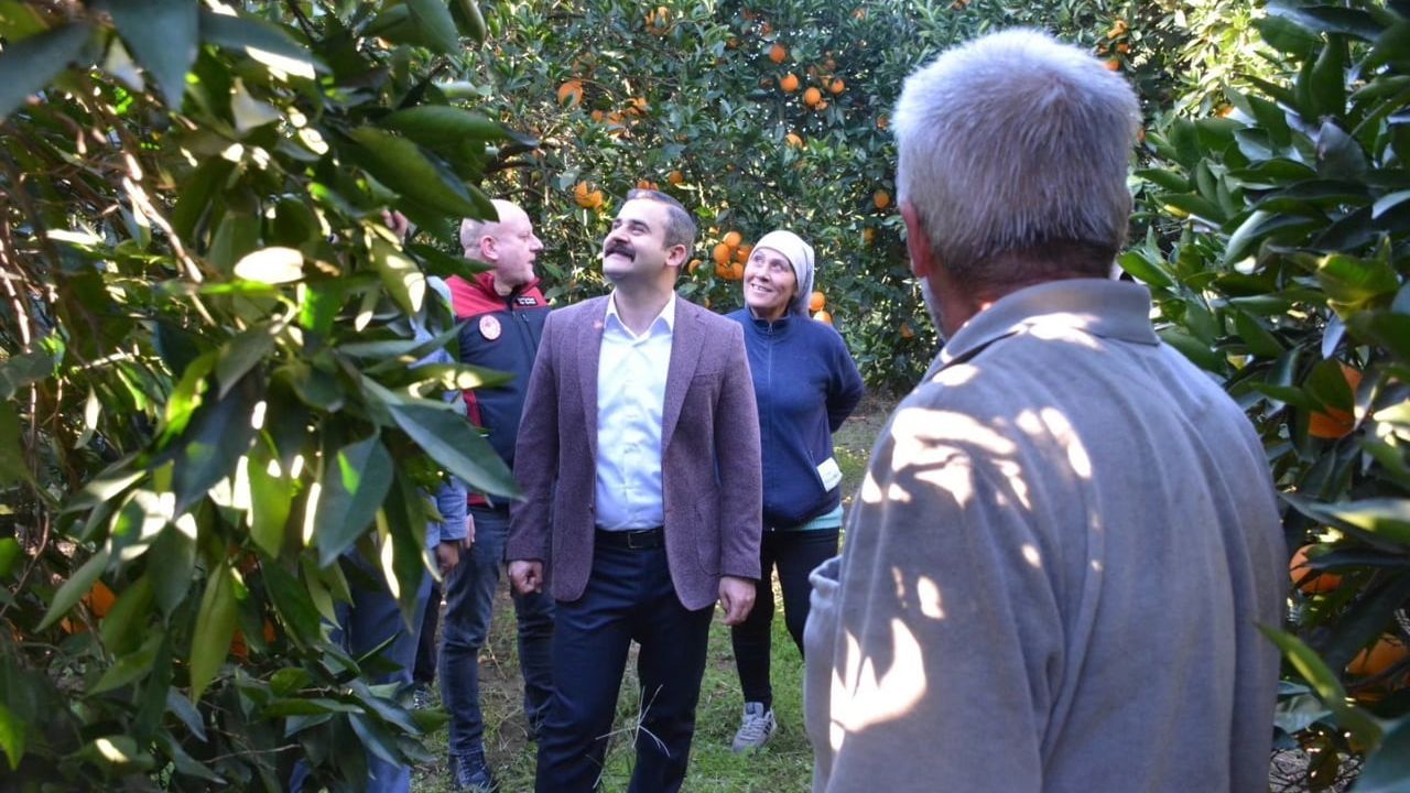 Kaymakam Mert Kumcu, Köyceğiz Portakalı hasadına katıldı