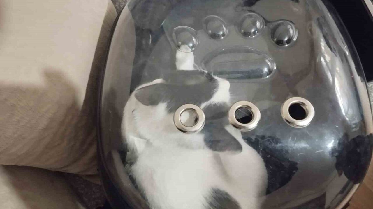 Kayseri'de itfaiye havalandırma boşluğuna düşen 'Tofu' adlı kediyi kurtardı